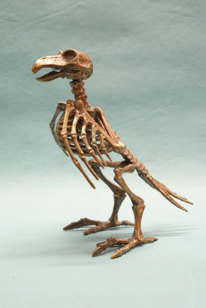 bird skeleton