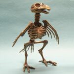 Pirate Bird Skeleton