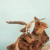 Ferruginous Hawk
