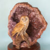 Barn Owl