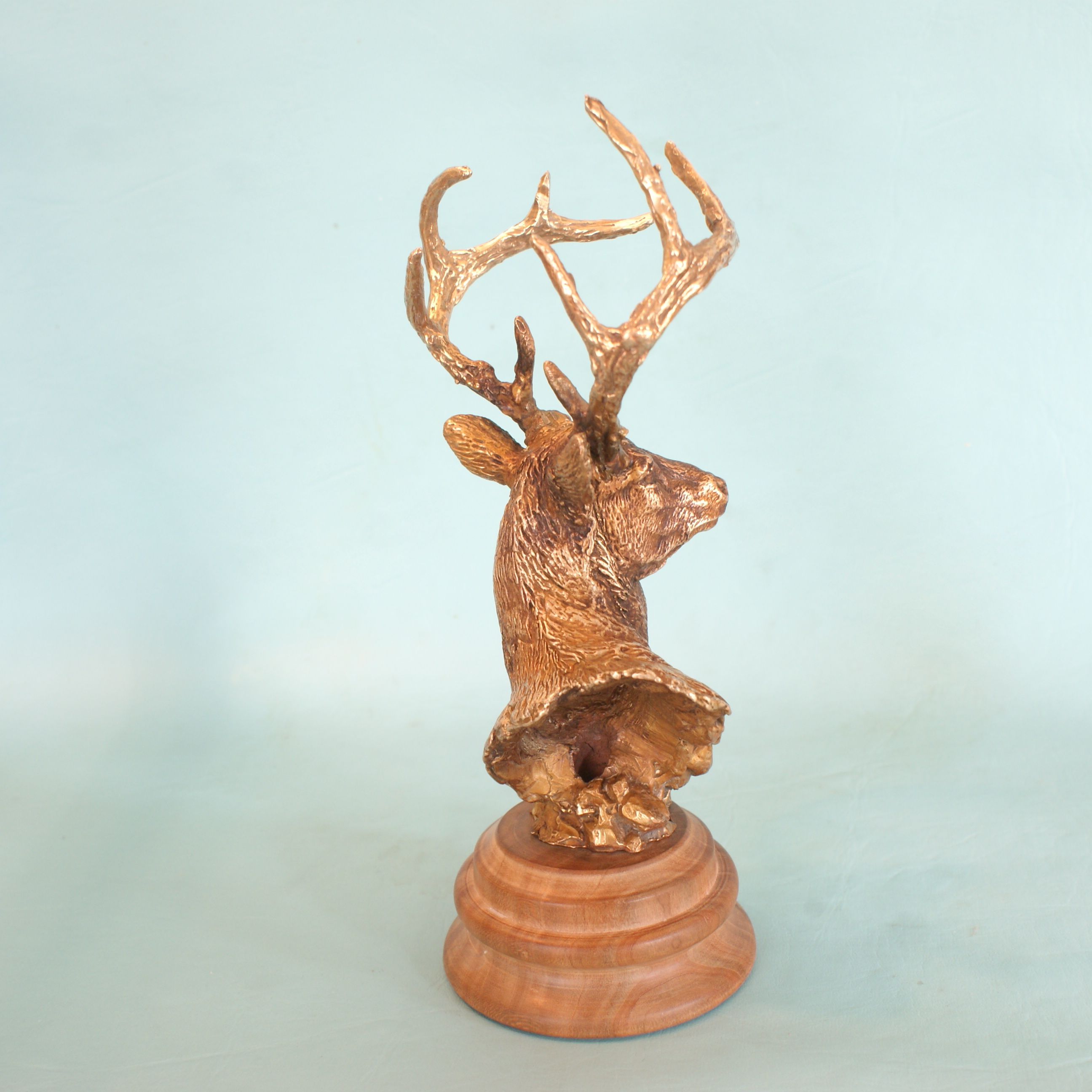 Whitetail Deer - Image 5